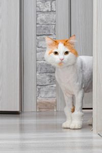 Chat