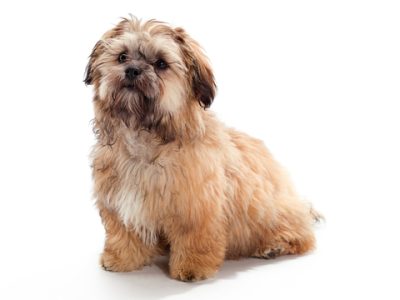 Shih-poo