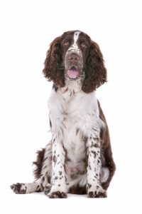 Springer Spaniel anglais