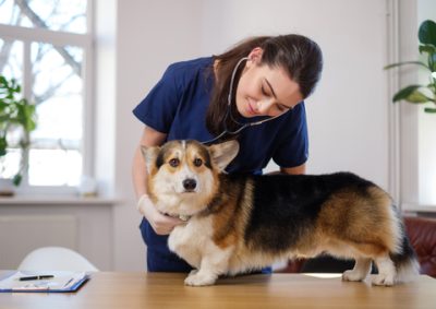 Welsh Corgi Cardigan