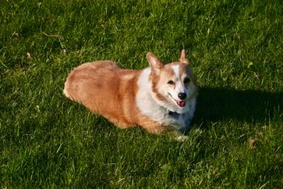 Welsh Corgi Pembroke