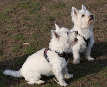 West Highland White Terrier