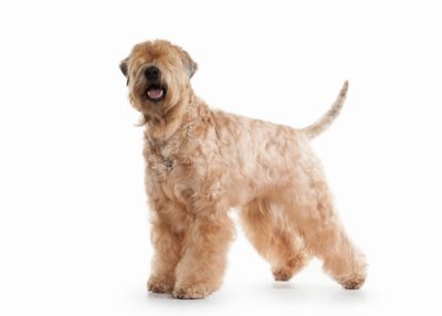 Terrier irlandais à poil doux