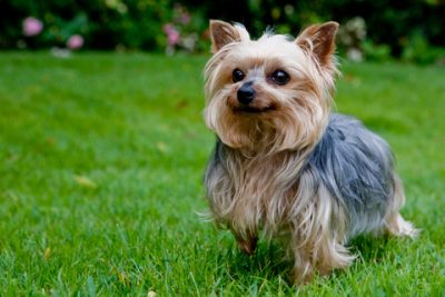 Yorkshire Terrier