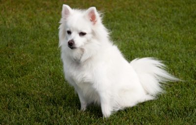 Chien esquimau américain