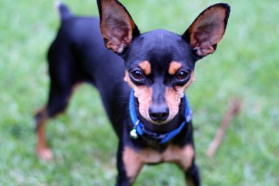 Pinscher