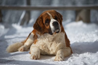 Saint-Bernard