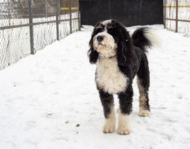 Bernedoodle