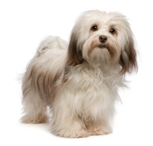 Bichon havanais