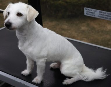 Jack Russell Terrier