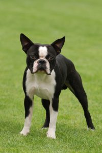 Boston Terrier