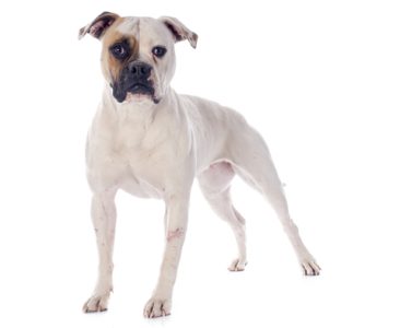 Bouledogue américain