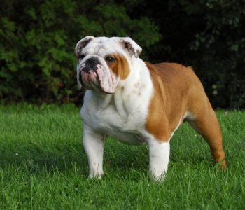 Bouledogue anglais