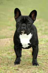 Bouledogue français