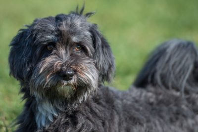 Affenpinscher