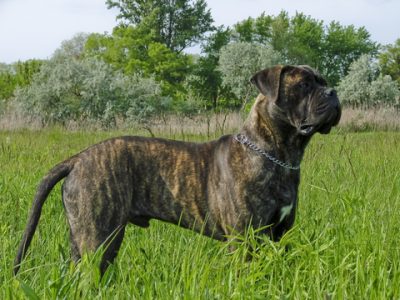 Bullmastiff
