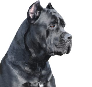 Cane Corso
