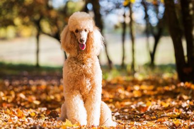 Caniche royal