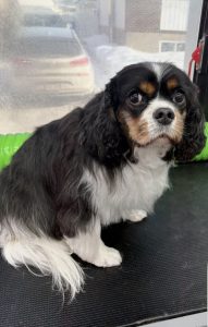 Cavalier King Charles