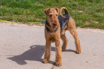 Airedale Terrier