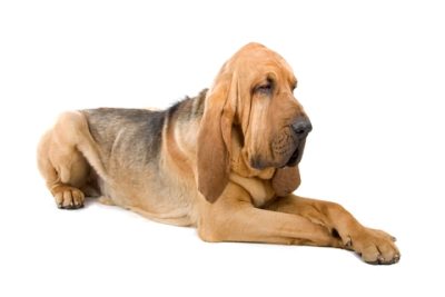 Chien de Saint Hubert
