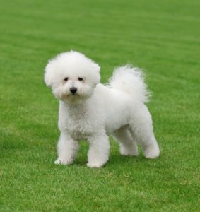 Bichon frisé