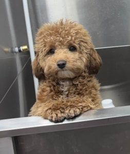 Caniche toy