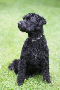 Chien d'eau portugais