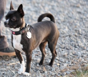 Chihuahua à poil court