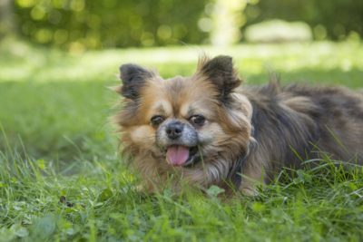 Chihuahua à poil long