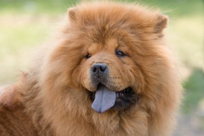Chow-Chow