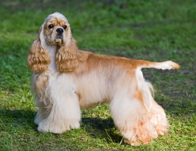 Cocker américain