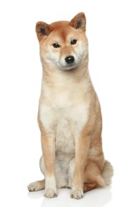 Akita Inu