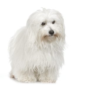 Coton de Tuléar