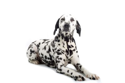 Dalmatien