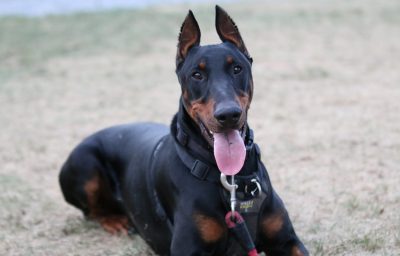 Dobermann