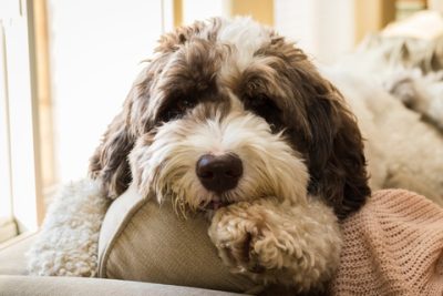 Aussiedoodle