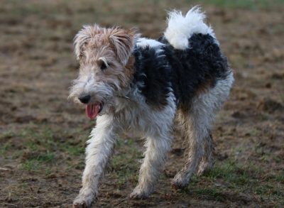 Fox Terrier