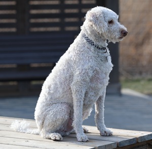Golden doodle