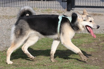 Husky sibérien