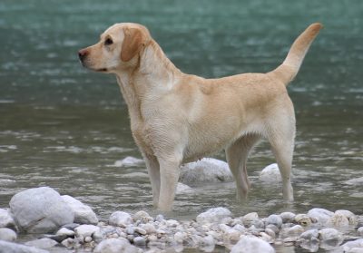 Labrador Retriever