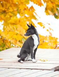 Basenji