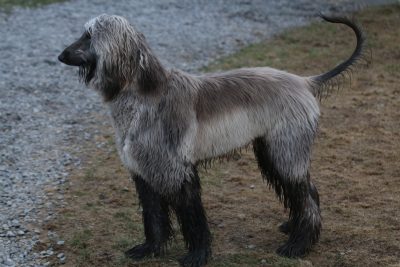 Lévrier afghan
