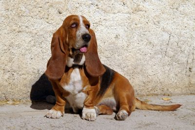 Basset Hound
