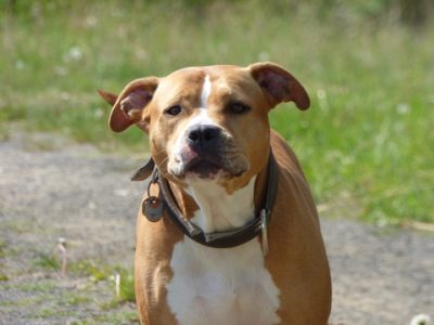 Pitbull