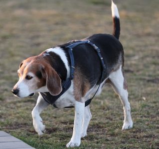 Beagle