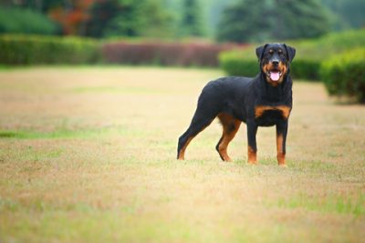 Rottweiler