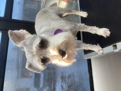 Schnauzer moyen