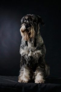 Schnauzer géant