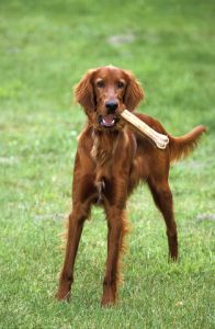 Setter irlandais